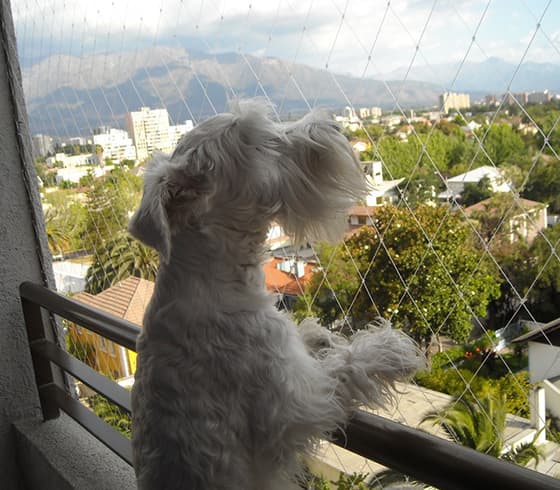 Rede de Proteção para Cachorro no Rio de Janeiro