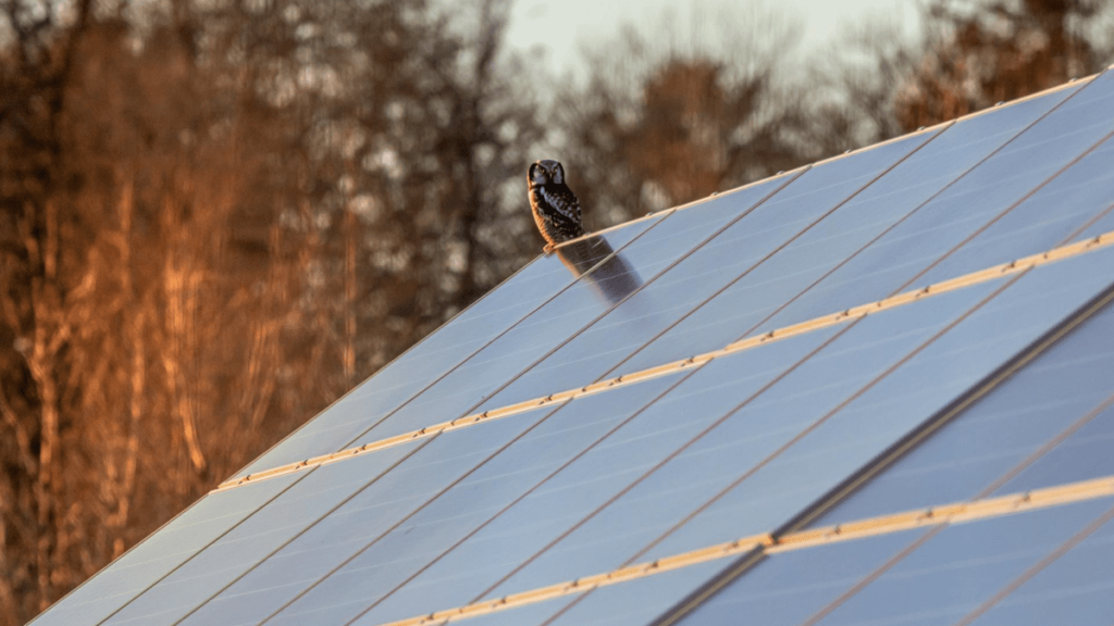 A Importância do Insulfilm para Teto Solar: Proteção, Estilo e Conforto em Ambientes Modernos