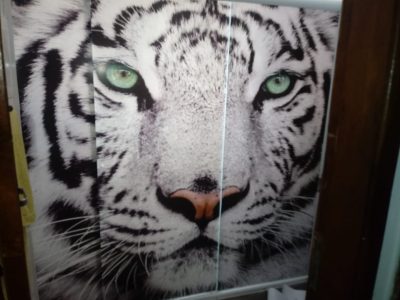 Adesivo-para-Box-Estampa-de-Tigre.jpeg